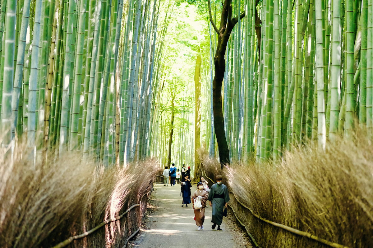 Arashiyama bamboo grove Kyoto