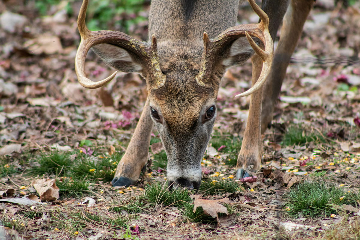 Mountain wildlife at WNC Nature Center Asheville North Carolina