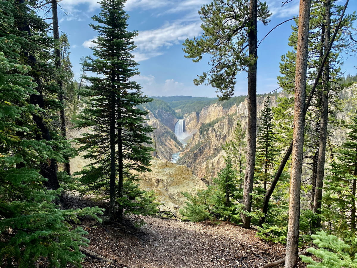 Pine forest hiking trail in Yellowstone National Park