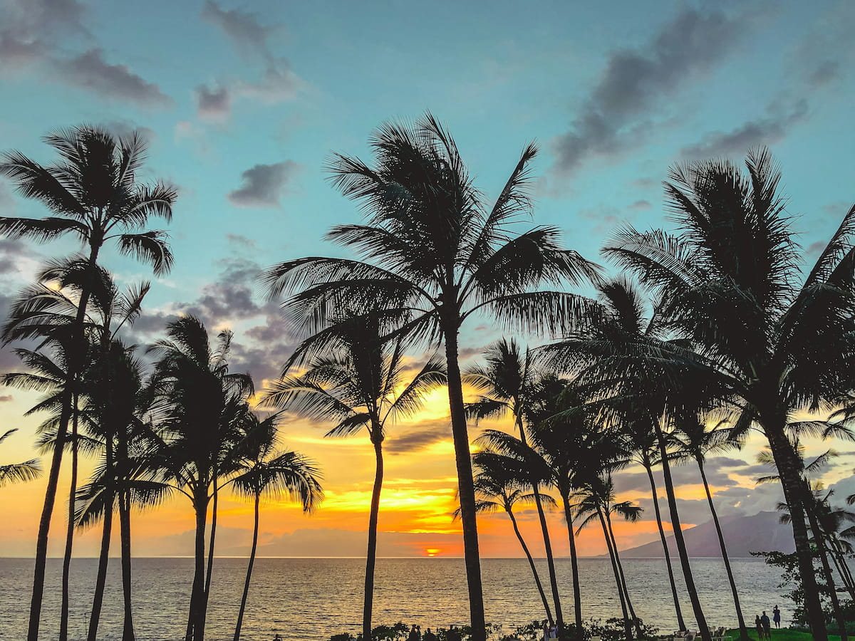 Tropical palm trees at golden hour on Maui's coastline