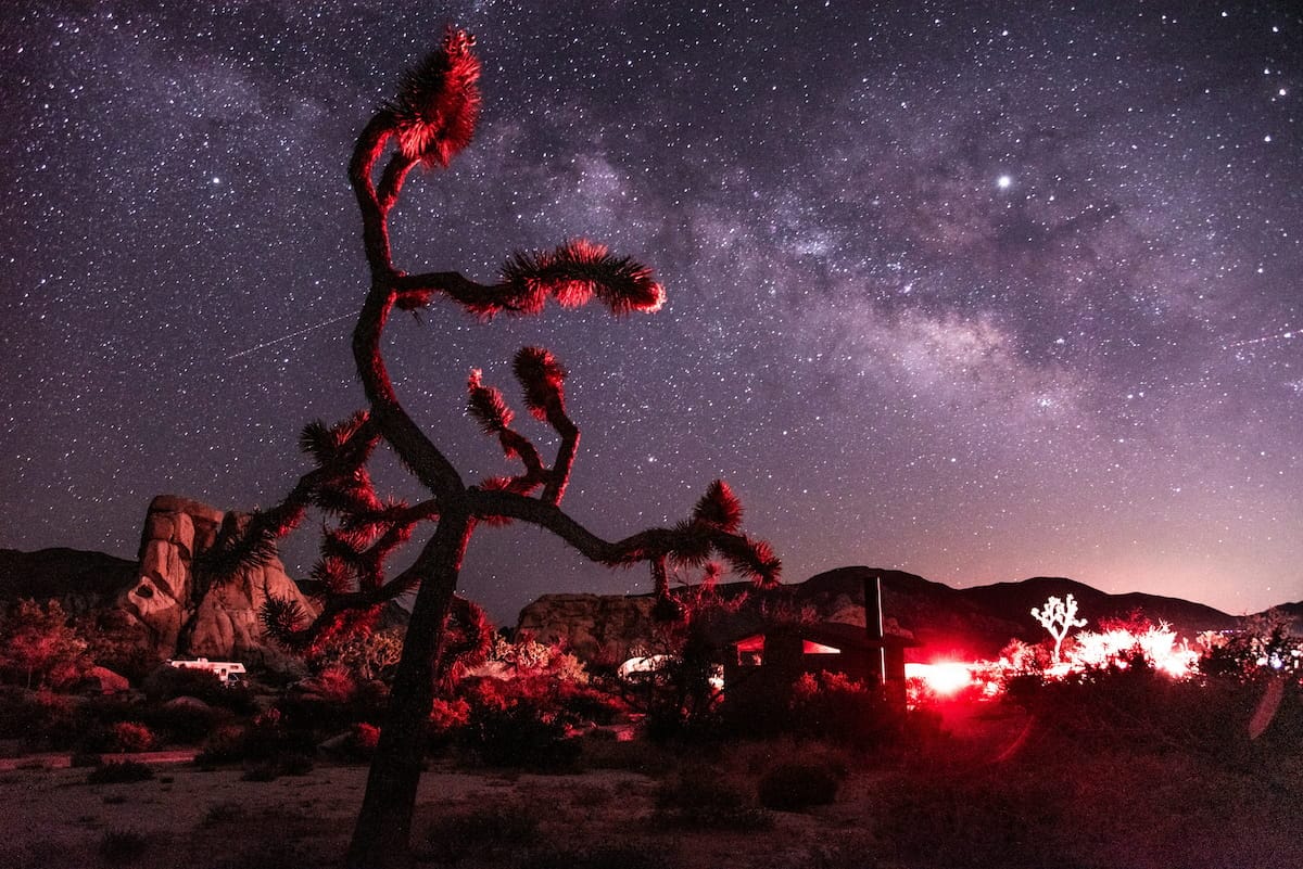 Milky Way galaxy arching over Joshua tree silhouettes in Joshua Tree National Park at night