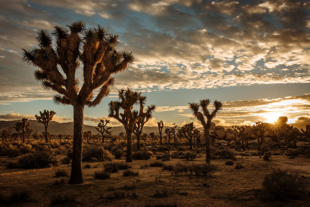 Iconic Joshua Trees at golden hour in Joshua Tree National Park, California