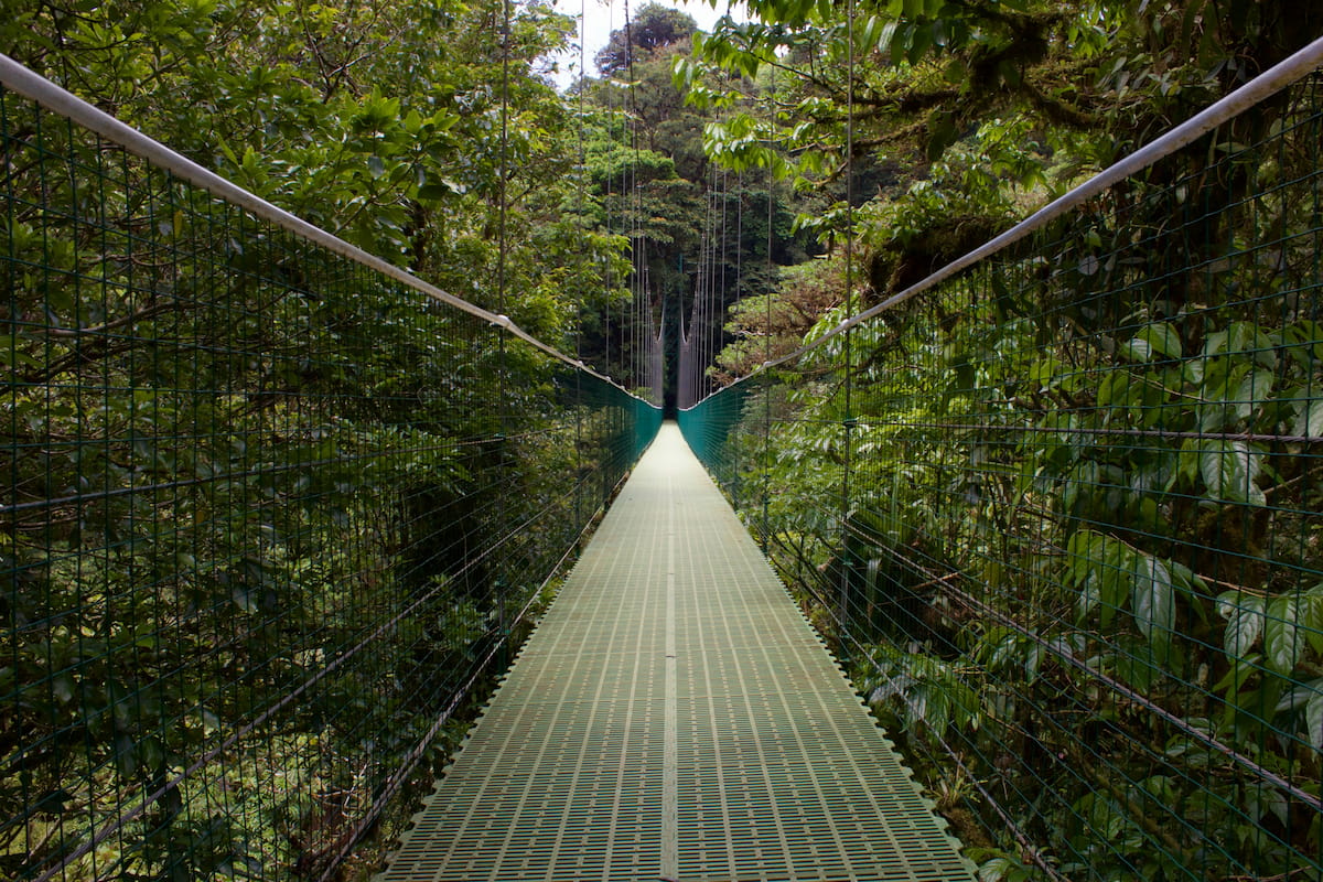 Zip line cables stretching through Monteverde cloud forest canopy in Costa Rica